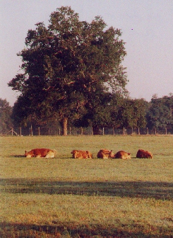 Limousin cows