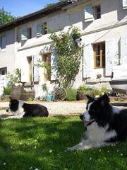 Our dogs in front of the homestead