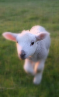 Cute lamb