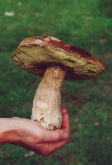 Mushroom collected onsite